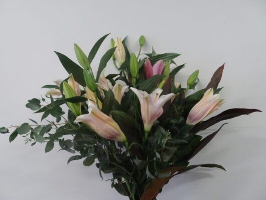 lily, oriental lily, lily bouquet, mothers day flowers tamworth, mothers day tamworth, mothers day gifts, lily bouquet, classic bouquet, send love, flowers for any occasion, sympathy, birthday, mothers day, boutique florist, real florist, local florist, shop local,