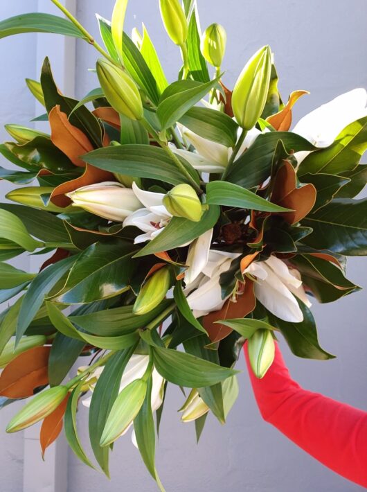 lily, oriental lily, lily bouquet, mothers day flowers tamworth, mothers day tamworth, mothers day gifts, lily bouquet, classic bouquet, send love, flowers for any occasion, sympathy, birthday, mothers day, boutique florist, real florist, local florist, shop local,