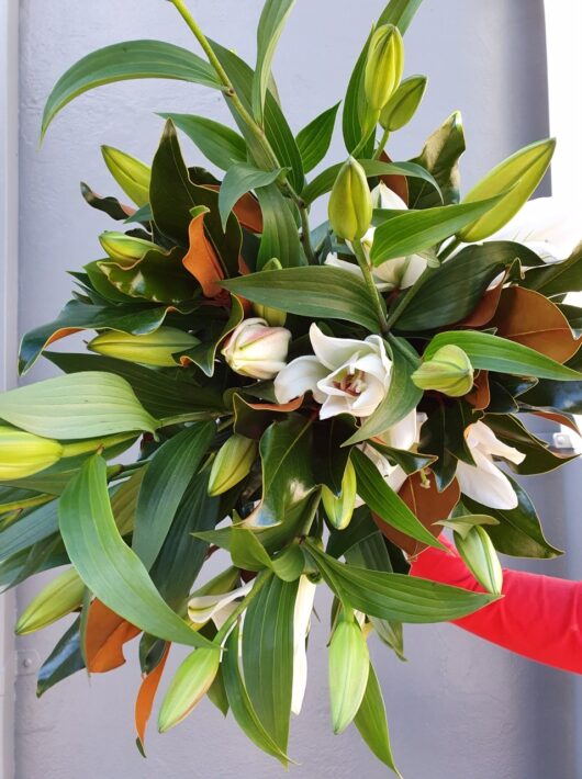 lily, oriental lily, lily bouquet, mothers day flowers tamworth, mothers day tamworth, mothers day gifts, lily bouquet, classic bouquet, send love, flowers for any occasion, sympathy, birthday, mothers day, boutique florist, real florist, local florist, shop local,