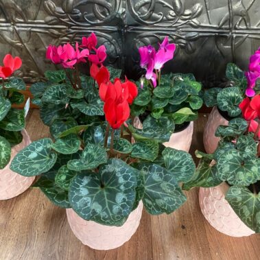 medium cyclamen, mothers day