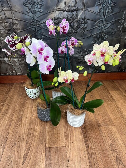 Orchid, flowering plant,