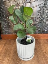 Fiddle leaf fig, Fiddle fig, Indoor plants, Plant delivery,