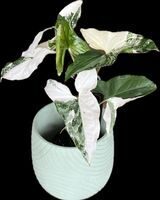 Indoor plant and ceramic planter, plants for mum, gift for mum, Indoor plant,